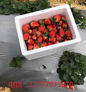 广西蔬菜泡沫箱定制