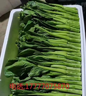 广西蔬菜泡沫箱厂家